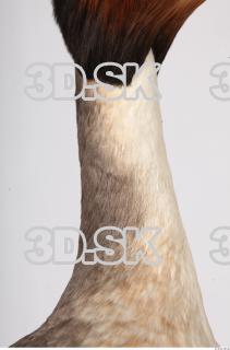 Bird neck reference 0001